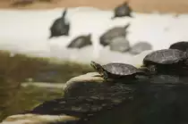 Europ�ische Sumpfschildkr�te (Emys orbicularis) in Zoomarine Algarve, Portugal. Aufnahmedatum: 27. Juli 2015.