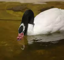 Schwarzhalsschwan (Cygnus melancoryphus) in Zoomarina Algarve, Portugal.

 Aufnahmedatum: 27. Juli 2010.