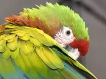 Ara-Papagei - las Am�ricas, Tenerife.

Aufnahmedatum: 15. Oktober 2008.