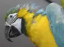 Ara-Papagei - las Am�ricas, Tenerife.

Aufnahmedatum: 15. Oktober 2008.