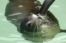 Hundsrobben (Phocidae) in Siam Park, Tenerife.

Aufnahmedatum: 16. Oktober 2008.