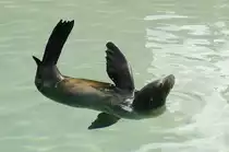 Hundsrobben (Phocidae) in Siam Park, Tenerife.

Aufnahmedatum: 16. Oktober 2008.
