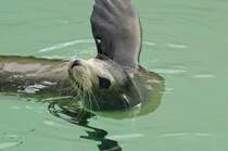 Hundsrobben (Phocidae) in Siam Park, Tenerife.

Aufnahmedatum: 16. Oktober 2008.