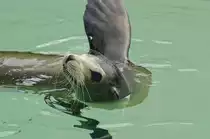 Hundsrobben (Phocidae) in Siam Park, Tenerife.

Aufnahmedatum: 16. Oktober 2008.