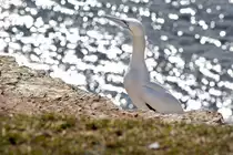 Basst�lpel (Morus bassanus).

Aufnahmedatum: 17. Serptember 2007.