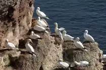 Basst�lpel (Morus bassanus).

Aufnahmedatum: 17. Setpember 2007.