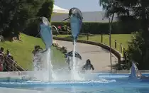  Delphine (Delphinidae) in Zoomarine Algarve, Portugal.

Aufnahmedatum: 27. Juli 2010.