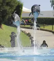  Delphine (Delphinidae) in Zoomarine Algarve, Portugal.

Aufnahmedatum: 27. Juli 2010.