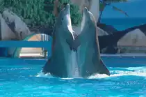  Delphine (Delphinidae) in Zoomarine Algarve, Portugal.

Aufnahmedatum: 27. Juli 2010.