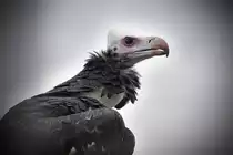 Wollkopfgeier (Trigonoceps occipitalis).

Aufnahmedatum: 27. Juli 2007-