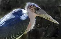 Palmitos - Gran Canaria.

Aufnahmedatum: 17. Oktober 2009.