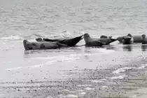 Hundsrobben auf der Ostspitze von Norderney. Aufnahmedatum: 2. April 2008.