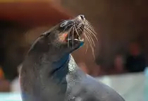 Robbe in Zoomarine Algarve, Portugal.

Aufnahmedatum: 27. Juli 2010.