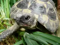 Schildkr�te Chr�tu am 20.07.2008