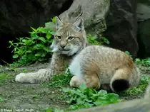Altai-Luchs-Jungtier (Lynx lynx wardi = syn. isabellinus) im Tierpark Berlin