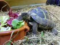 Futterstelle von Schildkr�te Chr�tu am 18.08.2006