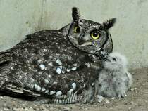 Fleckenuhu (Bubo africanus) mit Jungtier im Tierpark Berlin