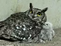 Fleckenuhu (Bubo africanus) mit Jungtier im Tierpark Berlin