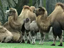 Trampeltiere mit Jungem (Camelus ferus f. bactrianus) im Tierpark Berlin