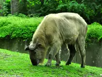 Goldtakin (Budorcas taxicolor bedfordi) im Tierpark Berlin