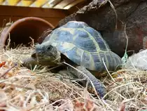 Fotomodell Schildkr�te Chr�tu am 25.04.2009