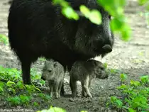 Chaco-Pekari (Catagonus wagneri, Weibchen mit Jungtieren im Tierpark Berlin. 
