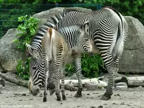 Grevy-Zebrafohlen mit Mutter (Equus grevyi) im Tierpark Berlin.