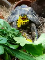 Mhhh Blumen mag Ich auch Schildkr�te Chr�tu am Fressen am 25.04.2009