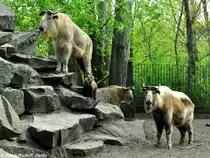 Goldtakin (Budorcas taxicolor bedfordi). Zuchtgruppe im Tierpark Berlin