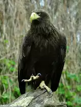 Riesenseeadler-Weibchen (Haliaeetus pelagicus). Schwarze Morphe, die fr�her als eigene Unterart Haliaeetus pelagicus niger beschrieben wurde. Dieses Weibchen ist voll erwachsen und hat schon einige Jahre erfolgreich Junge im Tierpark Berlin aufgezogen. 