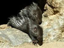 Weischwanz-Stachelschwein-Junge (Hystrix indica leucura) im Tierpark Berlin