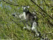 Katta oder Ringelschwanzlemur (Lemur catta) Mutter mit Kind im Tierpark Berlin