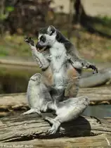 Katta oder Ringelschwanzlemur (Lemur catta) bei der K�rperpflege im Tierpark Berlin