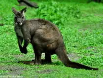 �stliches Bergk�nguru-M�nnchen (Macropus robustus robustus) im Tierpark Berlin