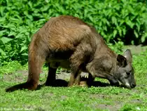 �stliches Bergk�nguru-M�nnchen (Macropus robustus robustus) im Tierpark Berlin