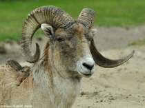Marco-Polo- oder Pamirschaf (Ovis ammon polii). Bock im Tierpark Berlin