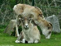 Marco-Polo- oder Pamirschaf (Ovis ammon polii). Paar im Tierpark Berlin
