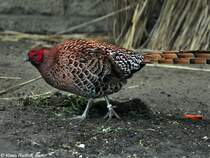 Nrdlicher Kupferfasan (Syrmaticus soemmeringii scintillans). Mnnchen im Tierpark Berlin