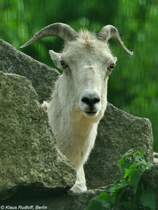 Marco-Polo- oder Pamirschaf (Ovis ammon polii). Weibchen im Tierpark Berlin