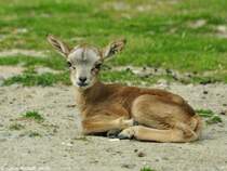 Arkal oder Transkaspi-Wildschaf (Ovis orientalis arkal). Jungtier im Tierpark Berlin