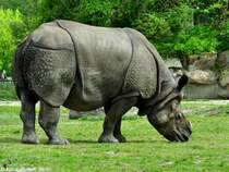 Panzernashorn (Rhinoceros unicornis). Bulle im Tierpark Berlin
