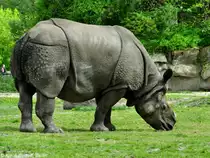 Panzernashorn (Rhinoceros unicornis). Bulle im Tierpark Berlin