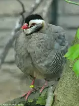 Schwarzkopf-Steinhuhn (Alectoris melanocephala) im Tierpark Berlin