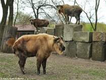 Sichuan-Takin (Budorcas taxicolor tibetana). Gruppe im Tierpark Berlin