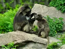 Dschelada (Theropithecus gelada). Paar bei Fellpflege (grooming) im Tierpark Berlin