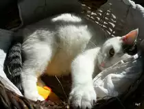 Stubentiger P�ppi im Korb am 25.10.2008