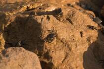 Krabben (Brachyura) - Aufnahmedatum: 25. Juli 2010.