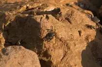 Krabben (Brachyura) - Aufnahmedatum: 25. Juli 2010.