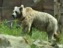 Himalaya-, Tienshan- oder Isabellb�r (Ursus arctos isbellinus). M�nnchen im Zoo Hluboka / Tschechien