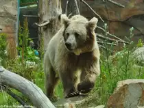 Himalaya-, Tienshan- oder Isabellb�r (Ursus arctos isbellinus). M�nnchen im Zoo Hluboka / Tschechien